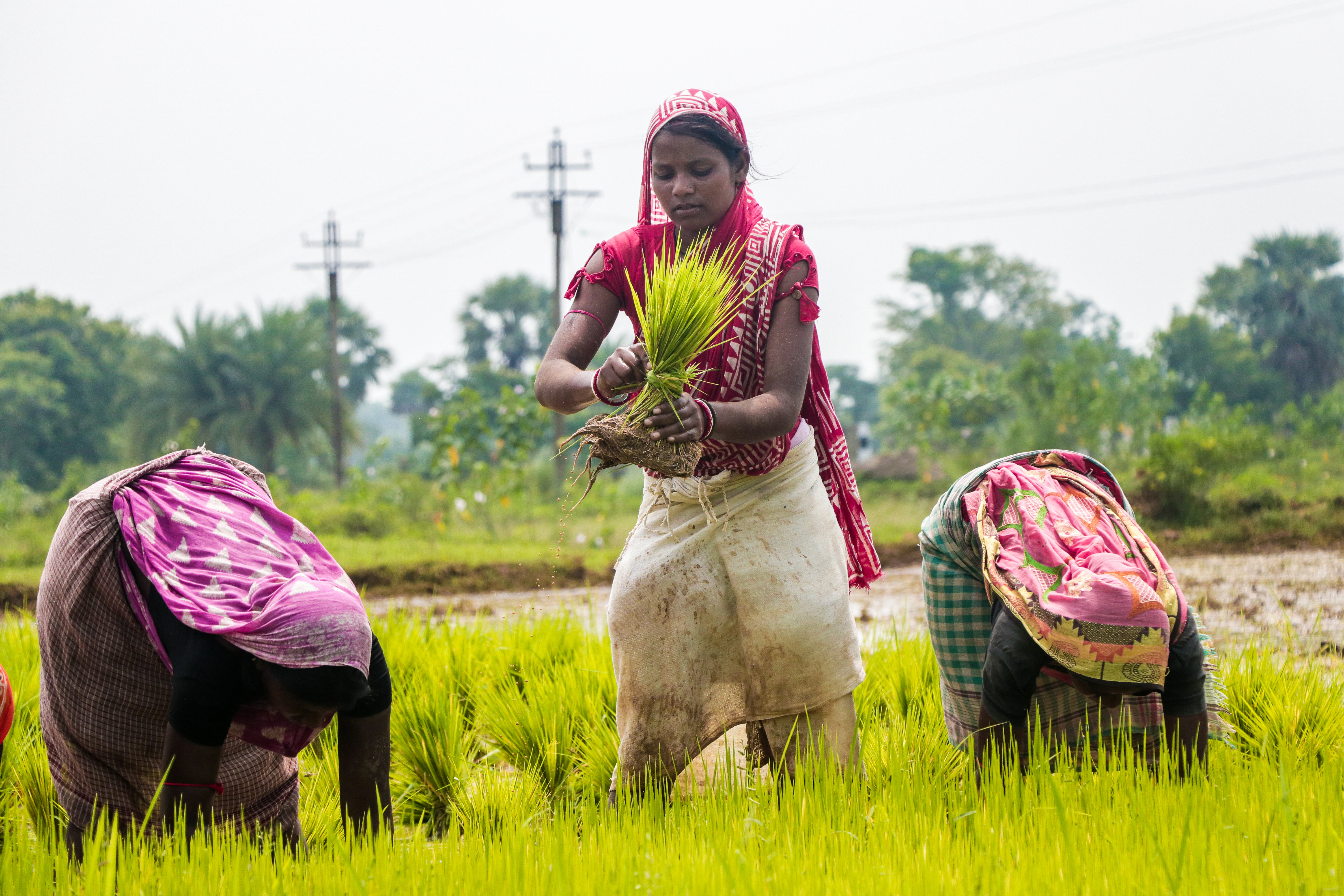 Women planting paddy in a field