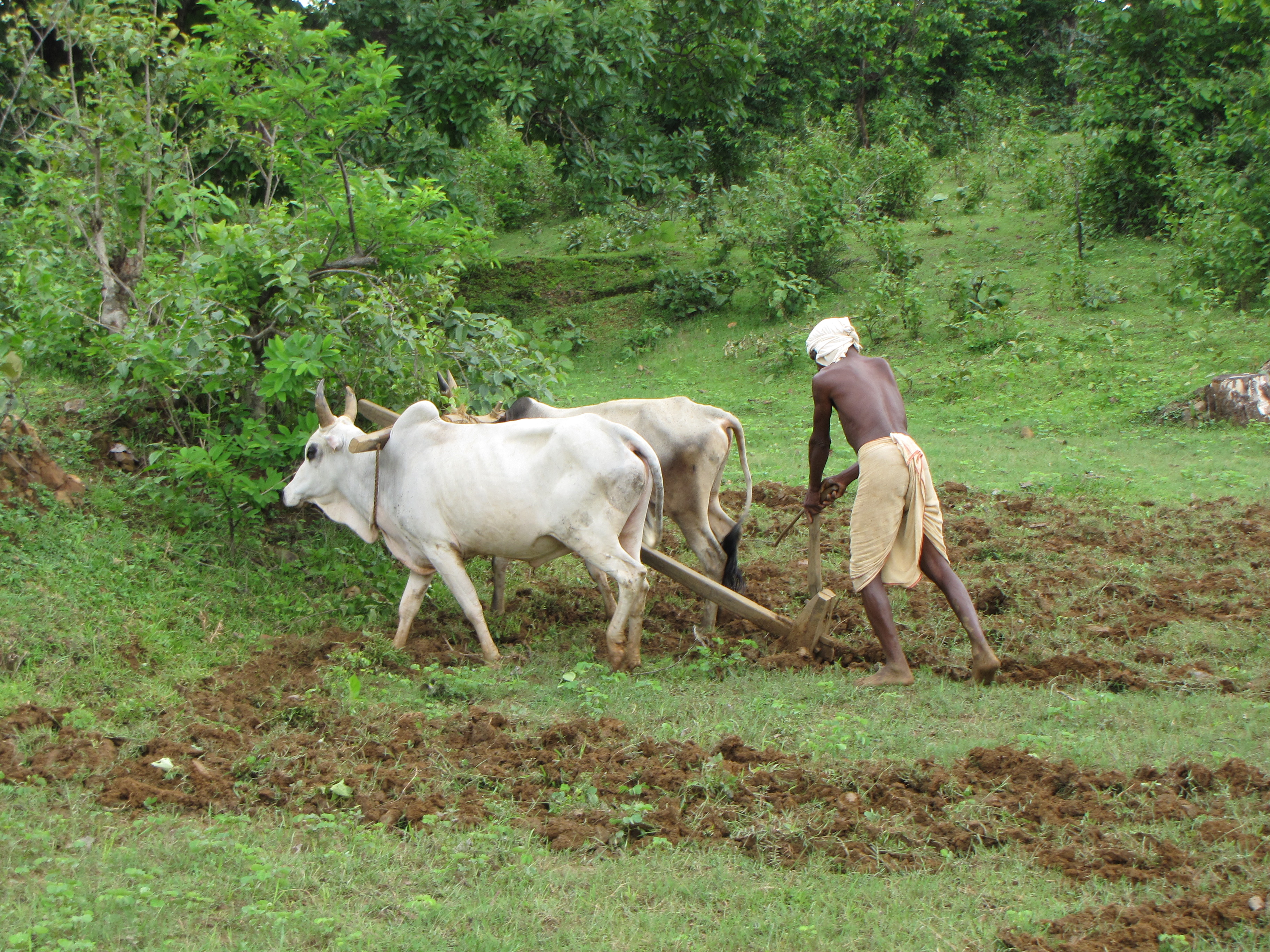 Agroforestry farm in the countryside