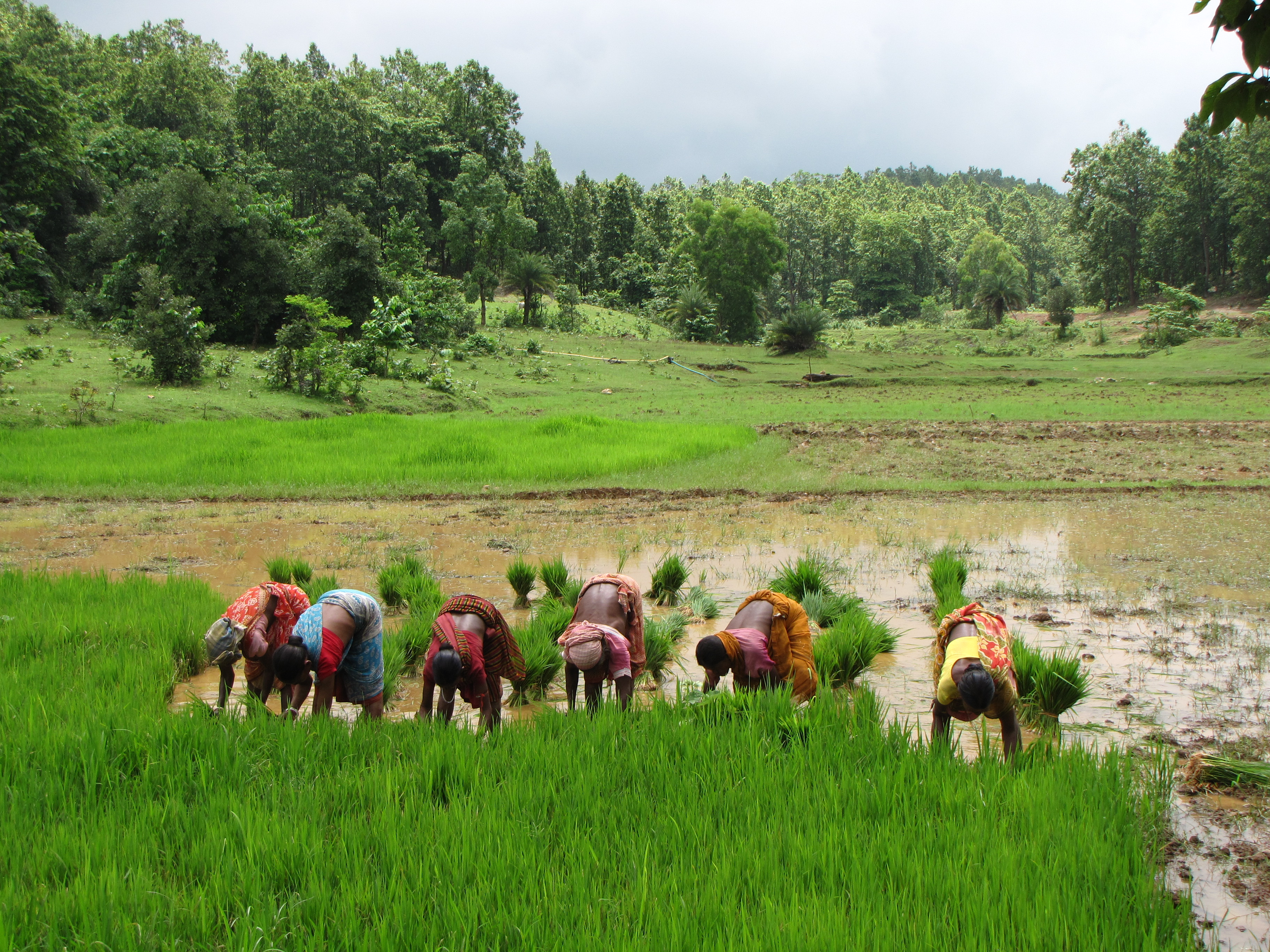 Women planting paddy in a field